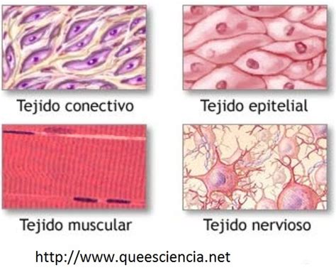 BLOG RECONOCE LAS ESTRUCTURAS Y FUNCIONES COMPLEJAS DEL CUERPO HUMANO