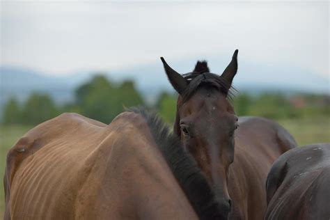 Horse Ears Stock Photos, Images and Backgrounds for Free Download