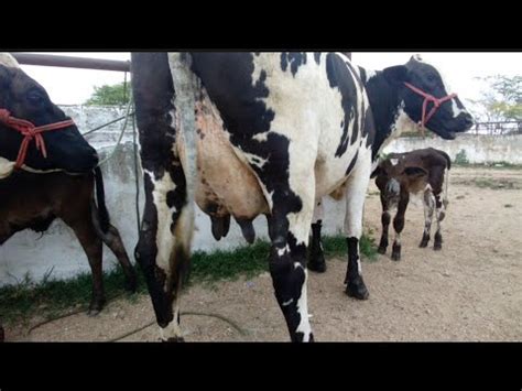 Vaca Leiteira E Bezerrada Top A Partir De R Reais Feira Do Gado Em