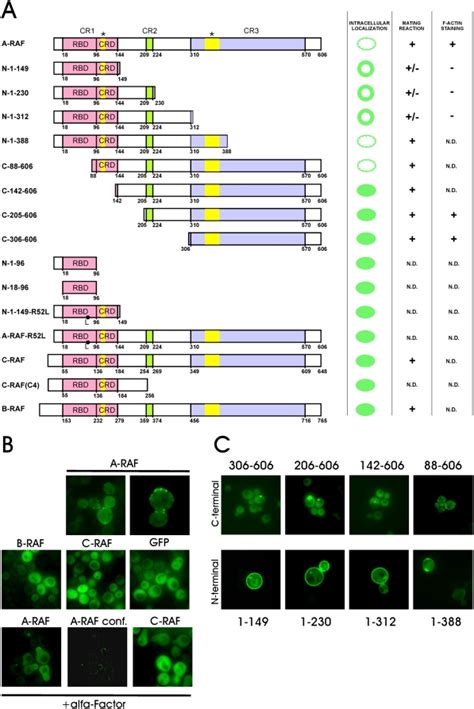 A N And C Terminal Deletions Or Point Mutations Were Expressed As Gfp