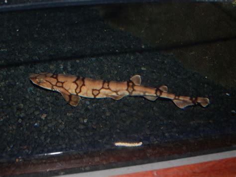 The Online Zoo - Chain Catshark