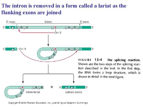 Chapter 13 RNA Splicing The Chemistry Of RNA