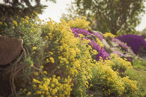 How To Grow And Care For Yellow Alyssum