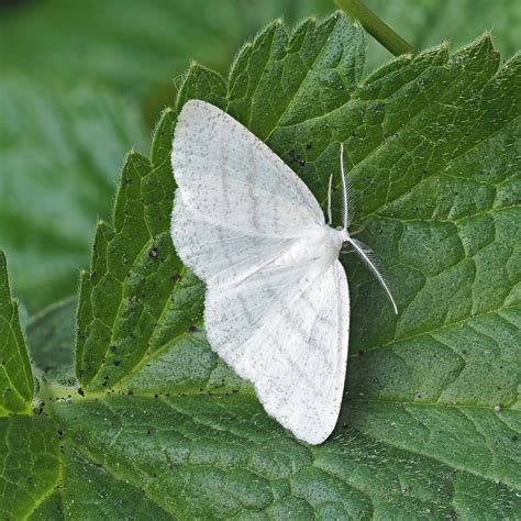 Common White Wave Cabera Pusaria 10062023 2 X 20w Actin Flickr