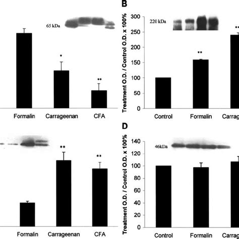 Western Blot Analyses Indicate That Expression Of Tight Junctional