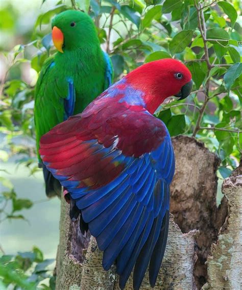 Eclectus Parrot Identification Facts Care Guide And Pictures Animal