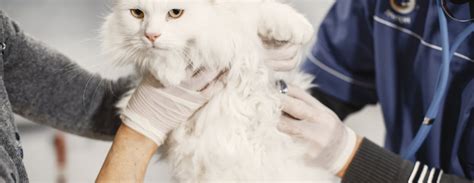 Kitten Vaccination Schedule | Black Hawk - Black Hawk