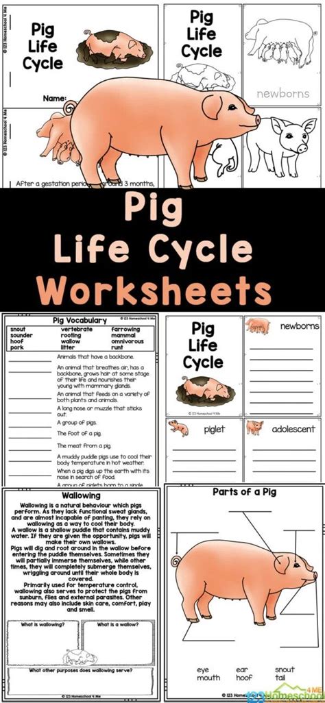 FREE Printable Pig Life Cycle Worksheets for Elementary Students ...