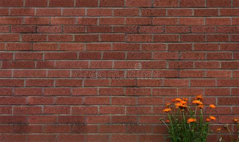 Pared De Ladrillo De Color Rojo Con Flor De Margarita Naranja Textura