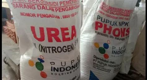 Kelangkaan Pupuk Bersubsidi Mulai Dirasakan Para Petani Di Pamekasan