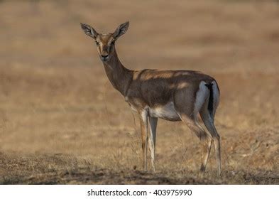 Chinkara Images, Stock Photos & Vectors | Shutterstock