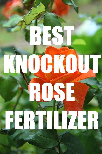 What Is The Best Fertilizer For Knockout Roses We Have Found The