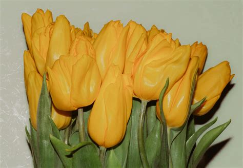 Yellow Tulip Flower · Free Stock Photo