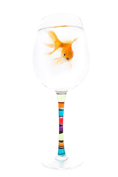 90 Goldfish In A Wineglass Stock Photos Pictures And Royalty Free