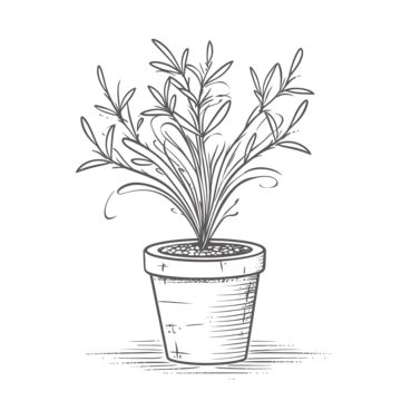 Realistic Plant Outline PNG Transparent Images Free Download | Vector ...