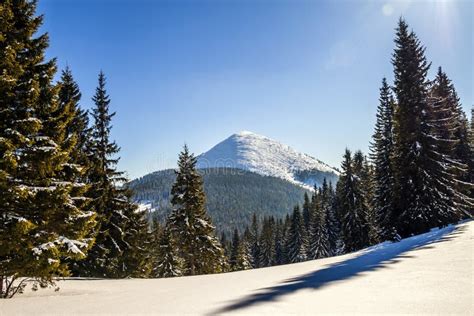 Pinheiros Cobertos De Neve Em Montanhas Carpathian No Inverno