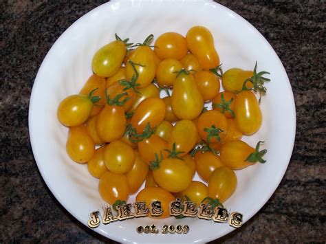 Ildi Heirloom Grape Tomato Jakes Seeds