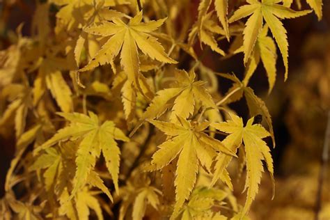 Acer Palmatum Shidava Gold Japanese Maple Conifer Kingdom