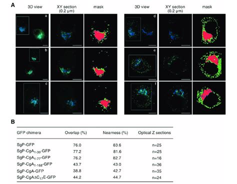 The Golgi Apparatus Analysis For Colocalization Between CgA