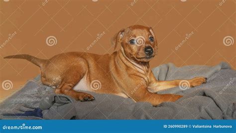 A Miniature Pinscher Puppy Is Lying On A Dog Bed Stock Image Image