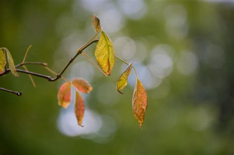 Wallpaper Sunlight Garden Nature Park Branch Green Yellow