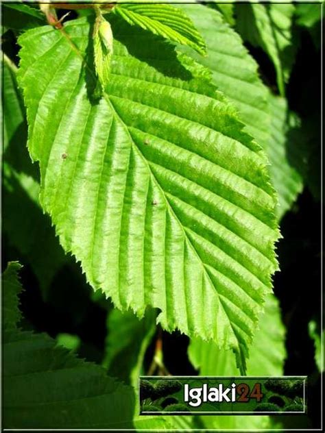 Carpinus Betulus Pendula Grab Pospolity Pendula Foto Internetowy