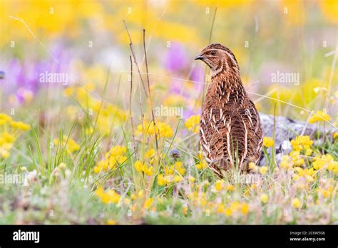 Common Quail Coturnix Coturnix Adult Male Standing Among Flowers