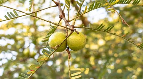 AMLA PROPRIETÀ E USI DELLUVA SPINA INDIANA