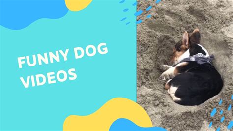 Funny Dog And Pet Videos 🐶🐶🐶 Youtube