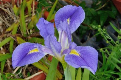 Louisiana State Wildflower | Louisiana Iris