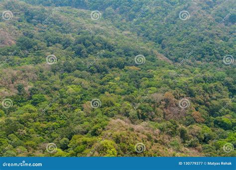 Bosque En El EL Imposible EL Salvad Del Parque Nacional Imagen De