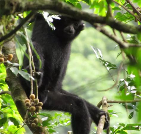 Hainan gibbon conservation | ZSL