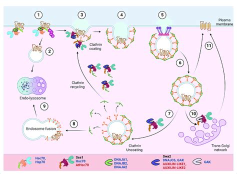 Pm Protein Recyclingdegradation By Clathrin Mediated Endocytosis In