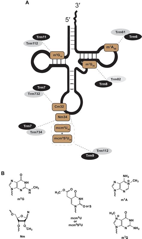 Frontiers Multi Substrate Specificity And The Evolutionary Basis For