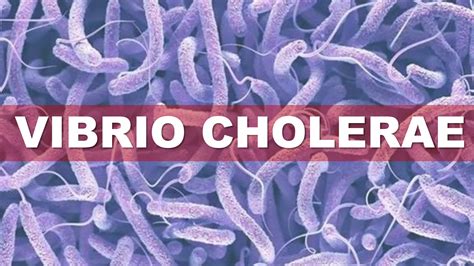 Vibrio Cholerae Ppt