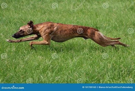 Running Whippet stock image. Image of brindle, cute - 101709165