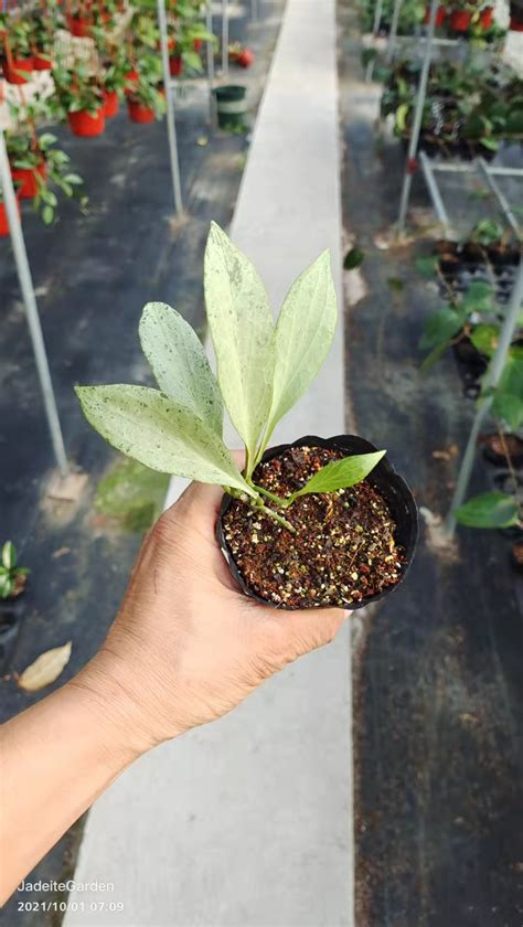 Hoya Nicholsoniae New Guinea Ghosthoya