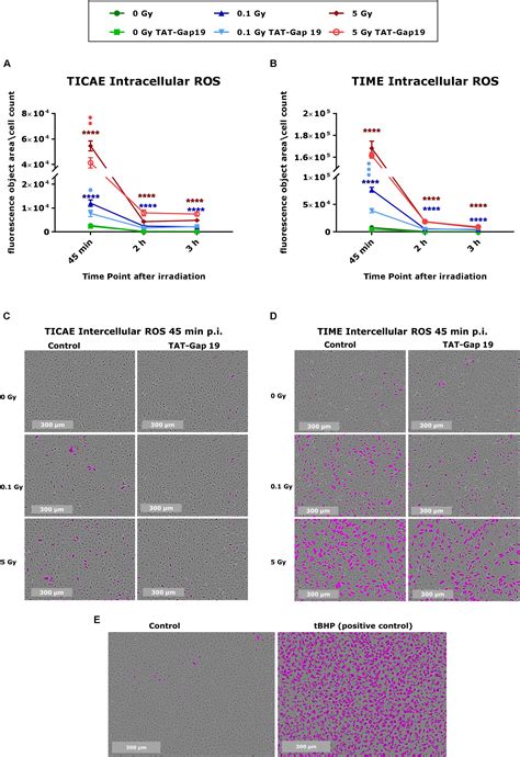 Frontiers Connexin43 Hemichannel Targeting With TAT Gap19 Alleviates