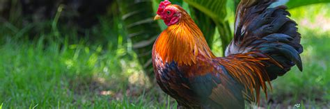 Bantam Chickens: Breed Profile and Care Guide (2024)