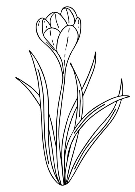 Coloring Pages Crocus Flower Coloring Page For Kids