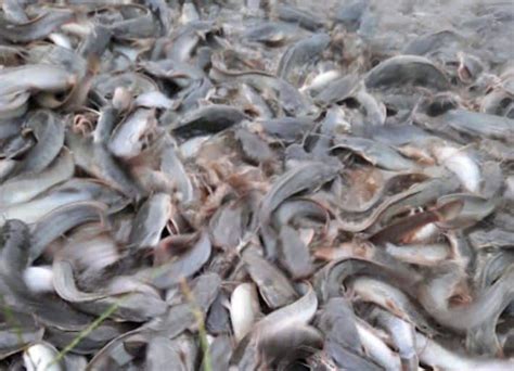 budidaya ikan lele  kolam terpal panduan pemula pakanpabrikcom