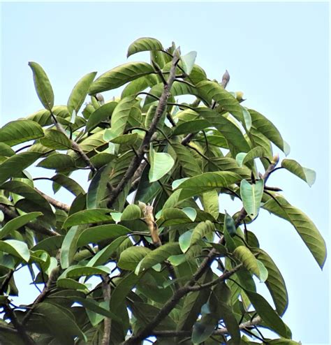 Ficus Stupenda Fig Tree Hosting A Ficus Villosa Fig Liana At Long Pasia