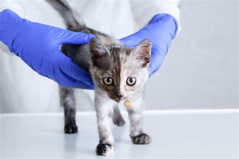 Spay and Neuter Awareness | ASPCA® Pet Health Insurance