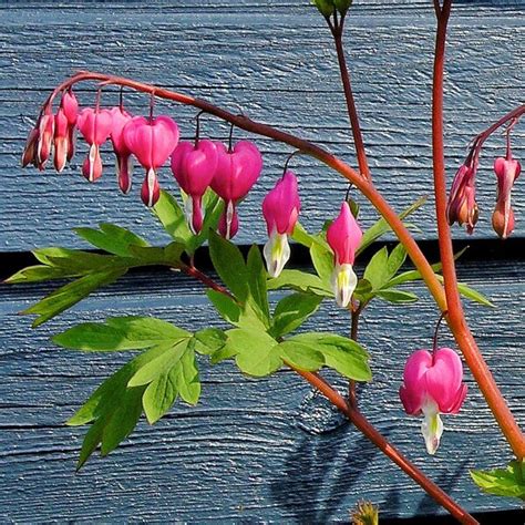 Bleeding Heart Lyre Flower Lamprocapnos Dicentra Spectabilis Seeds