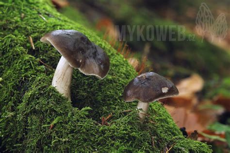 Pluteus Pouzarianus štítovka Pouzarova Mykoweb