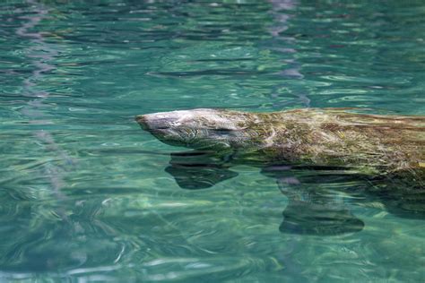 Manatee Baby Photograph by Sally Weigand - Fine Art America