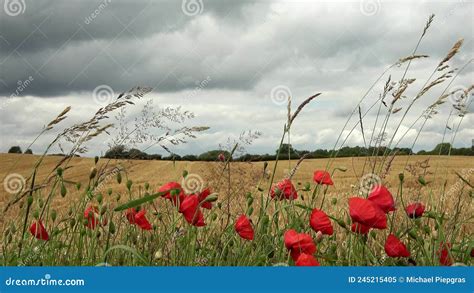 Belas Flores Vermelhas Da Papoila Papaveroideae Movendo Se Ao Vento Em