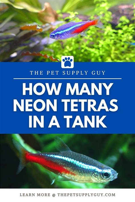 How Many Neon Tetras Per Gallon The Pet Supply Guy Tetra Fish Neon