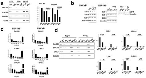 A Chip Analysis Of Vpa Mm For H Treated Du Cells For