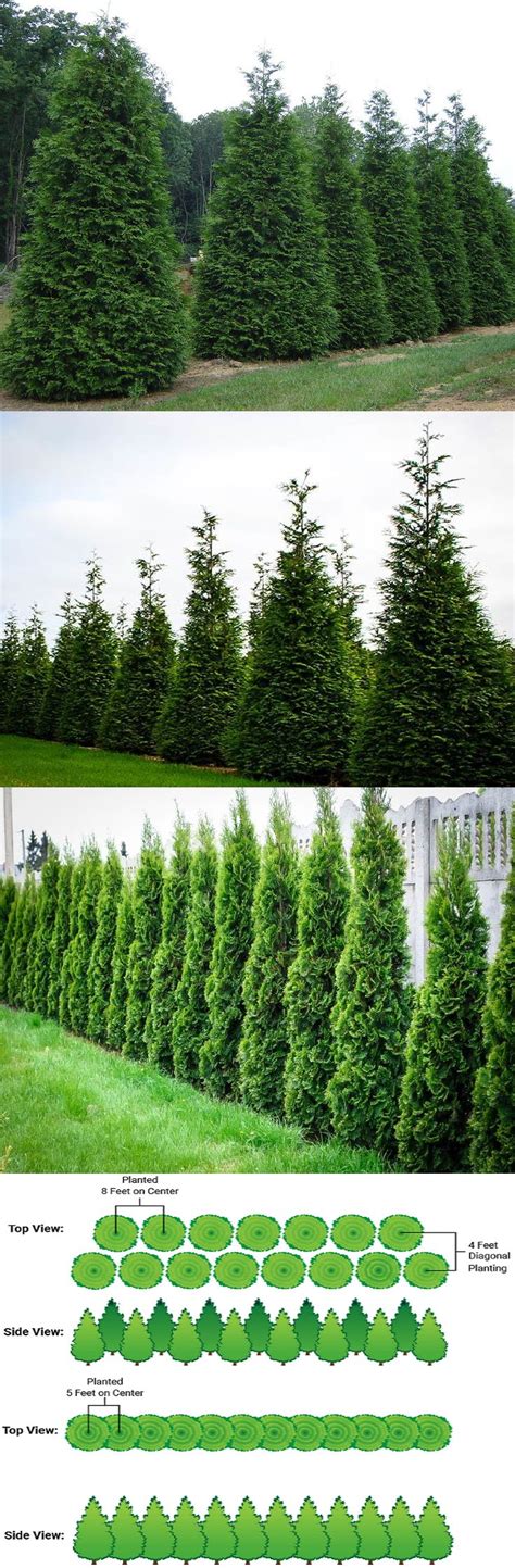 Thuja Green Giant Arborvitae Thuja Standishii Plicata Zone 5 9 Part